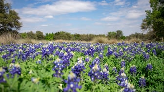 A field of Texas bluebonnets in full bloom under a bright blue sky with scattered clouds, green foliage between the flowers, and a line of trees and dry native grasses along the horizon in the Texas Hill Country.